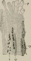 An illustration from The microscopy of vegetable foods, with special reference to the detection of adulteration and the diagnosis of mixtures (1916)