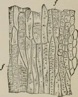 An illustration from The microscopy of vegetable foods, with special reference to the detection of adulteration and the diagnosis of mixtures (1916)