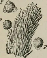 An illustration from The microscopy of vegetable foods, with special reference to the detection of adulteration and the diagnosis of mixtures (1916)