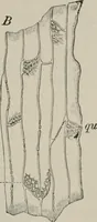 An illustration from The microscopy of vegetable foods, with special reference to the detection of adulteration and the diagnosis of mixtures (1916)