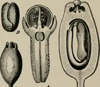 An illustration from The microscopy of vegetable foods, with special reference to the detection of adulteration and the diagnosis of mixtures (1916)