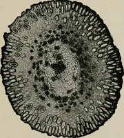 An illustration from The microscopy of vegetable foods, with special reference to the detection of adulteration and the diagnosis of mixtures (1916)