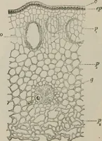 An illustration from The microscopy of vegetable foods, with special reference to the detection of adulteration and the diagnosis of mixtures (1916)