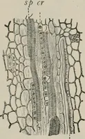 An illustration from The microscopy of vegetable foods, with special reference to the detection of adulteration and the diagnosis of mixtures (1916)
