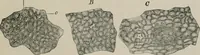 An illustration from The microscopy of vegetable foods, with special reference to the detection of adulteration and the diagnosis of mixtures (1916)