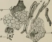 An illustration from The microscopy of vegetable foods, with special reference to the detection of adulteration and the diagnosis of mixtures (1916)