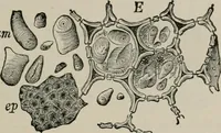 An illustration from The microscopy of vegetable foods, with special reference to the detection of adulteration and the diagnosis of mixtures (1916)