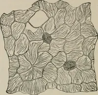 An illustration from The microscopy of vegetable foods, with special reference to the detection of adulteration and the diagnosis of mixtures (1916)