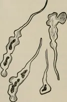 An illustration from The microscopy of vegetable foods, with special reference to the detection of adulteration and the diagnosis of mixtures (1916)