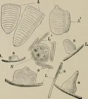 An illustration from The microscopy of vegetable foods, with special reference to the detection of adulteration and the diagnosis of mixtures (1916)