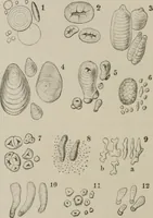 An illustration from The microscopy of vegetable foods, with special reference to the detection of adulteration and the diagnosis of mixtures (1916)