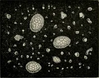 An illustration from The microscopy of vegetable foods, with special reference to the detection of adulteration and the diagnosis of mixtures (1916)