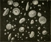 An illustration from The microscopy of vegetable foods, with special reference to the detection of adulteration and the diagnosis of mixtures (1916)