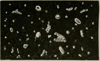 An illustration from The microscopy of vegetable foods, with special reference to the detection of adulteration and the diagnosis of mixtures (1916)