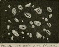 An illustration from The microscopy of vegetable foods, with special reference to the detection of adulteration and the diagnosis of mixtures (1916)
