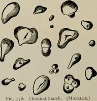 An illustration from The microscopy of vegetable foods, with special reference to the detection of adulteration and the diagnosis of mixtures (1916)