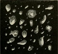 An illustration from The microscopy of vegetable foods, with special reference to the detection of adulteration and the diagnosis of mixtures (1916)