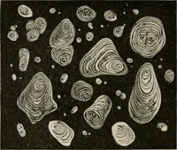 An illustration from The microscopy of vegetable foods, with special reference to the detection of adulteration and the diagnosis of mixtures (1916)