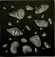 An illustration from The microscopy of vegetable foods, with special reference to the detection of adulteration and the diagnosis of mixtures (1916)