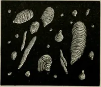 An illustration from The microscopy of vegetable foods, with special reference to the detection of adulteration and the diagnosis of mixtures (1916)