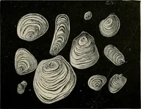 An illustration from The microscopy of vegetable foods, with special reference to the detection of adulteration and the diagnosis of mixtures (1916)