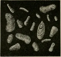 An illustration from The microscopy of vegetable foods, with special reference to the detection of adulteration and the diagnosis of mixtures (1916)