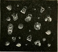 An illustration from The microscopy of vegetable foods, with special reference to the detection of adulteration and the diagnosis of mixtures (1916)