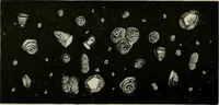 An illustration from The microscopy of vegetable foods, with special reference to the detection of adulteration and the diagnosis of mixtures (1916)