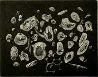 An illustration from The microscopy of vegetable foods, with special reference to the detection of adulteration and the diagnosis of mixtures (1916)