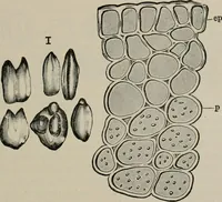 An illustration from The microscopy of vegetable foods, with special reference to the detection of adulteration and the diagnosis of mixtures (1916)