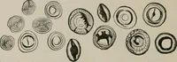 An illustration from The microscopy of vegetable foods, with special reference to the detection of adulteration and the diagnosis of mixtures (1916)