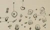 An illustration from The microscopy of vegetable foods, with special reference to the detection of adulteration and the diagnosis of mixtures (1916)
