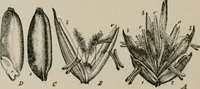 An illustration from The microscopy of vegetable foods, with special reference to the detection of adulteration and the diagnosis of mixtures (1916)