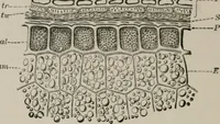 An illustration from The microscopy of vegetable foods, with special reference to the detection of adulteration and the diagnosis of mixtures (1916)