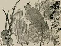 An illustration from The microscopy of vegetable foods, with special reference to the detection of adulteration and the diagnosis of mixtures (1916)