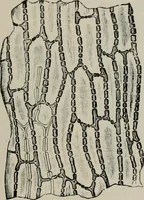 An illustration from The microscopy of vegetable foods, with special reference to the detection of adulteration and the diagnosis of mixtures (1916)