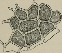 An illustration from The microscopy of vegetable foods, with special reference to the detection of adulteration and the diagnosis of mixtures (1916)