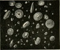 An illustration from The microscopy of vegetable foods, with special reference to the detection of adulteration and the diagnosis of mixtures (1916)