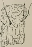 An illustration from The microscopy of vegetable foods, with special reference to the detection of adulteration and the diagnosis of mixtures (1916)