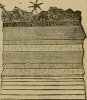 An illustration from Vellosia (1885)