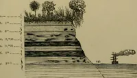 An illustration from Vellosia (1885)