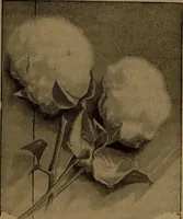 An illustration from The velvet and corduroy industry; a brief account of the various processes connected with the manufacture of cotton pile goods (1922)