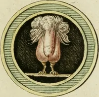 Picture 21 of 35 from Veneres uti observantur in gemmis antiquis (1771), leaf 78