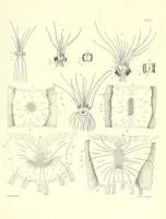 An illustration from Vermischte Schriften botanischen Inhalts (1845)