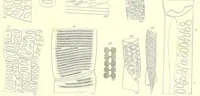 An illustration from Vermischte Schriften botanischen Inhalts (1845)