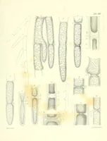 An illustration from Vermischte Schriften botanischen Inhalts (1845)