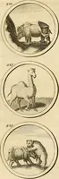 An illustration from Verzámeling van uitgekórene zin-spreuken, en zinnebeeldige print-vercieringen : eertyds, op bevel van den aller doorlugtigsten keizer der Russen, Peter Alexis, of de Gróte, getékent en gesnéden : en nu op nieus verrykt : met agthondert en veertig byschriften in verzen (1743)