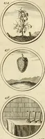 An illustration from Verzámeling van uitgekórene zin-spreuken, en zinnebeeldige print-vercieringen : eertyds, op bevel van den aller doorlugtigsten keizer der Russen, Peter Alexis, of de Gróte, getékent en gesnéden : en nu op nieus verrykt : met agthondert en veertig byschriften in verzen (1743)