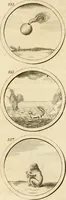 An illustration from Verzámeling van uitgekórene zin-spreuken, en zinnebeeldige print-vercieringen : eertyds, op bevel van den aller doorlugtigsten keizer der Russen, Peter Alexis, of de Gróte, getékent en gesnéden : en nu op nieus verrykt : met agthondert en veertig byschriften in verzen (1743)