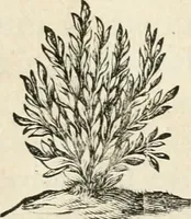 An illustration from Veterum Romanorum Religio castrametatio, disciplina militaris ut & balneae ex antiquis numismatibus & lapidibus demonstrata (1686)